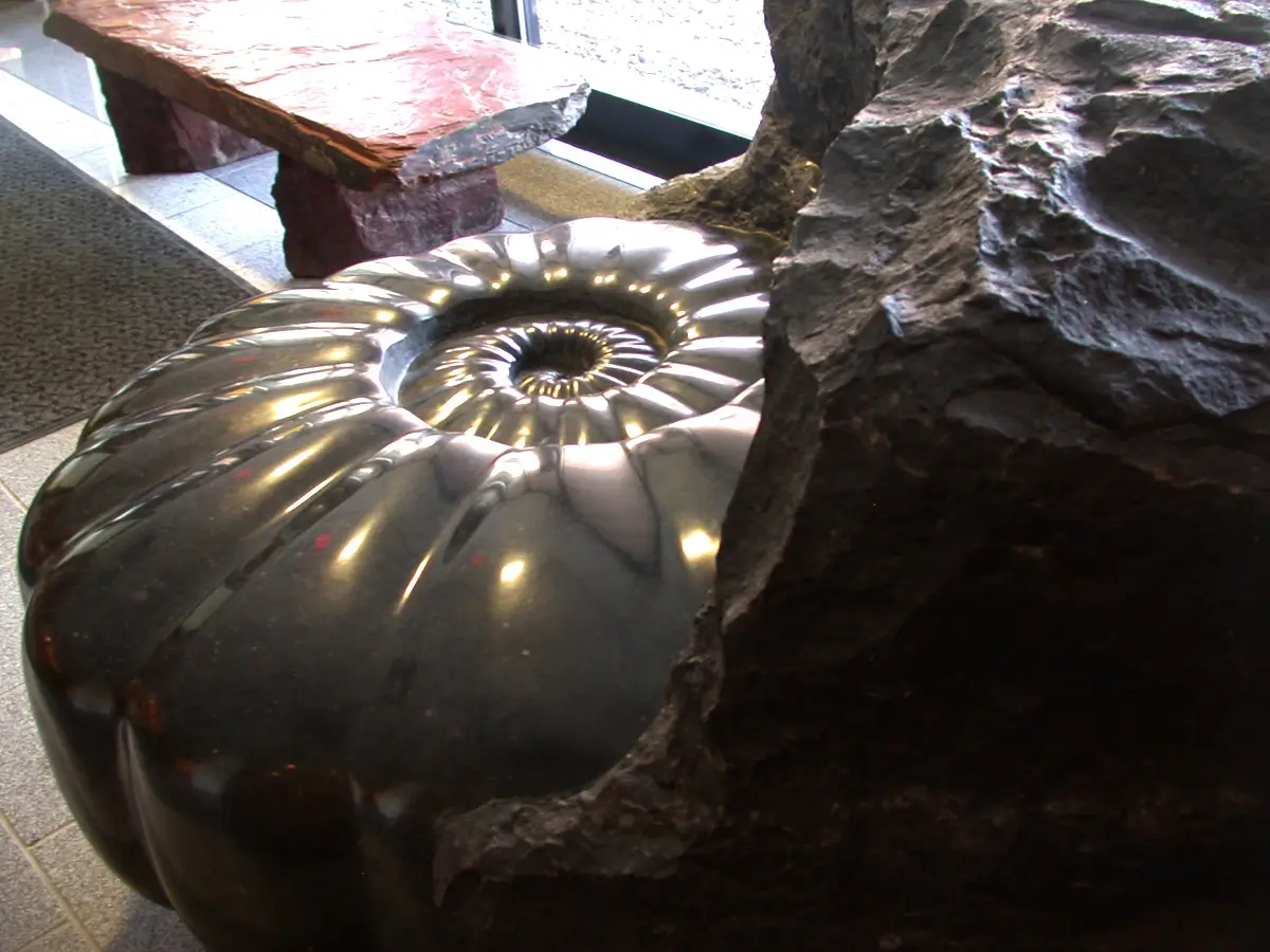 Emerging Ammonite